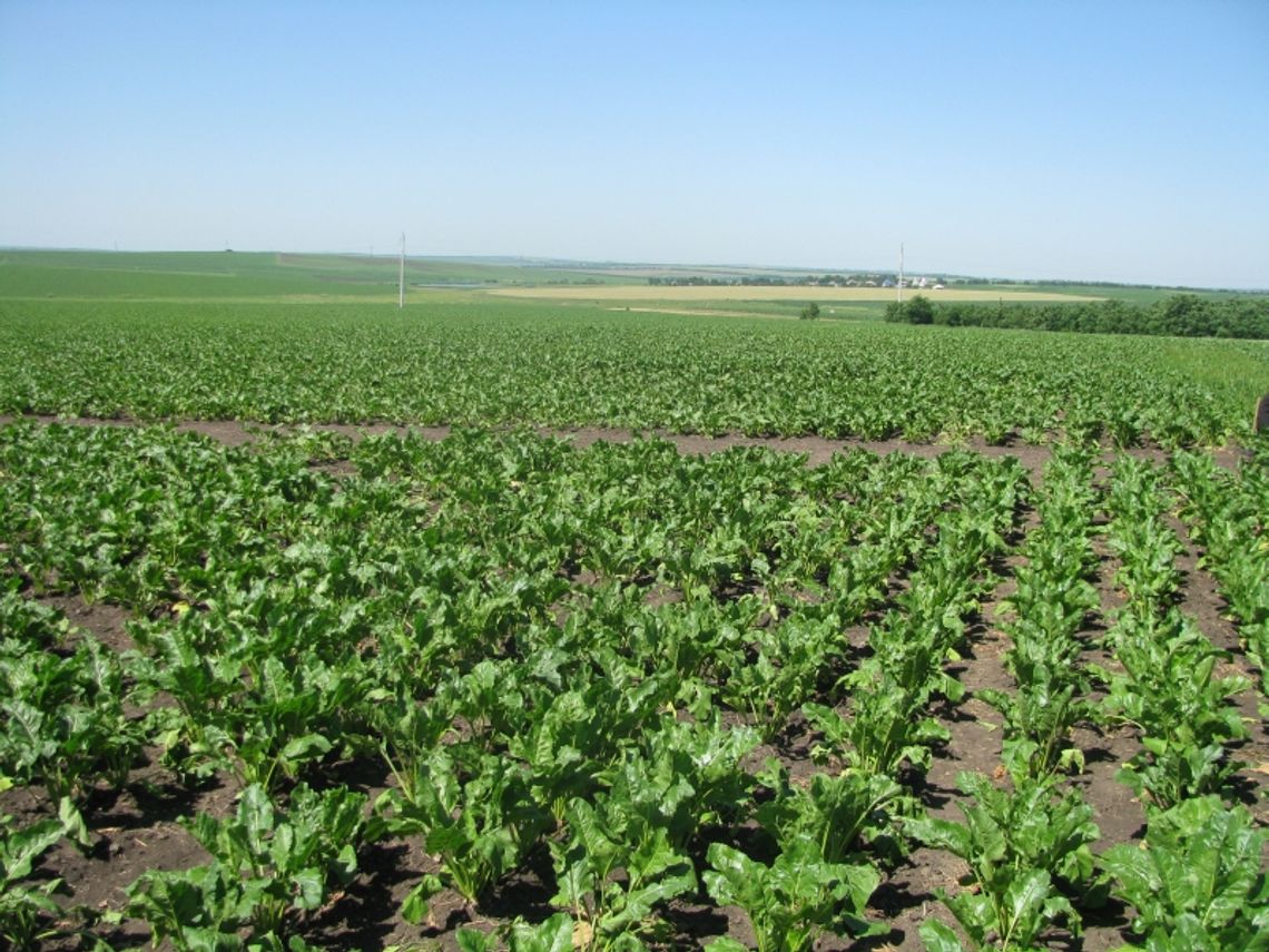 Koszmar w pracy na plantacji w Niemczech. Jak uniknąć takich miejsc?