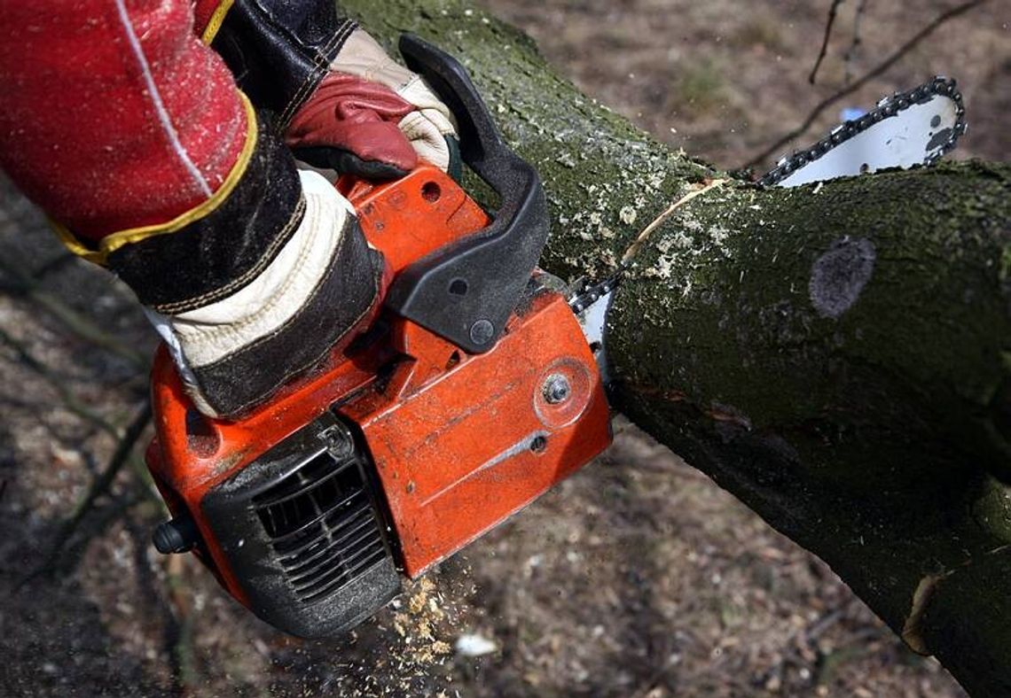 Kosztowna wycinka dębu. Urząd ponownie rozpatrzy sprawę Kosztowna wycinka dębu. Urząd ponownie rozpatrzy sprawę