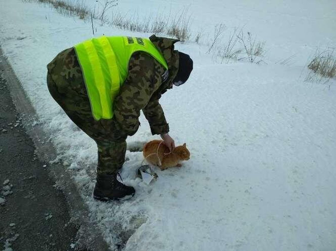 Kot miał dużo szczęścia, że spotkał strażników granicznych Kot miał dużo szczęścia, że spotkał strażników granicznych