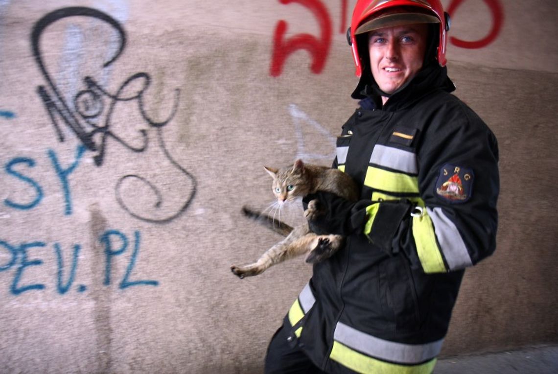 Kot siedział trzy dni na drzewie. Uratowali go strażacy (zdjęcia, wideo) Kot siedział trzy dni na drzewie. Uratowali go strażacy (zdjęcia, wideo)