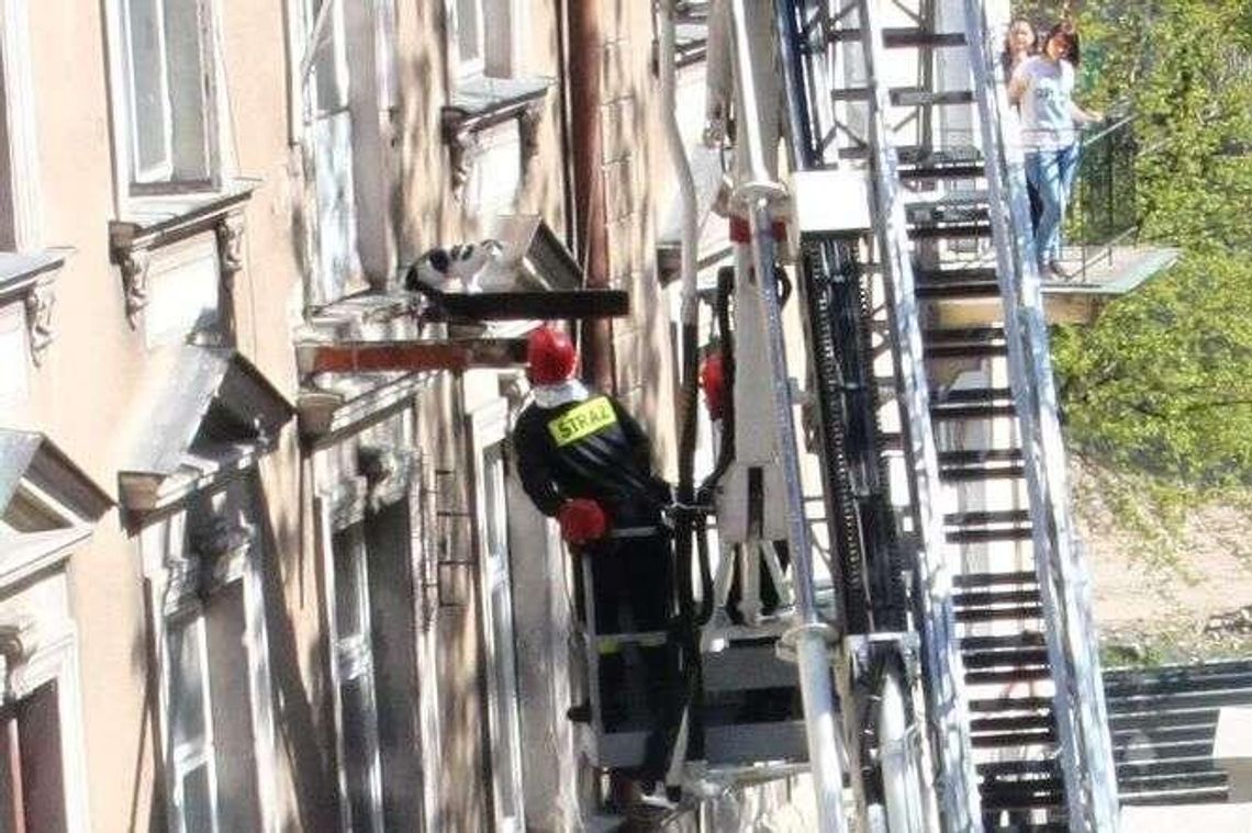 Kot wyszedł na spacer, ale nie wiedział jak wrócić. Strażacy ruszyli na pomoc