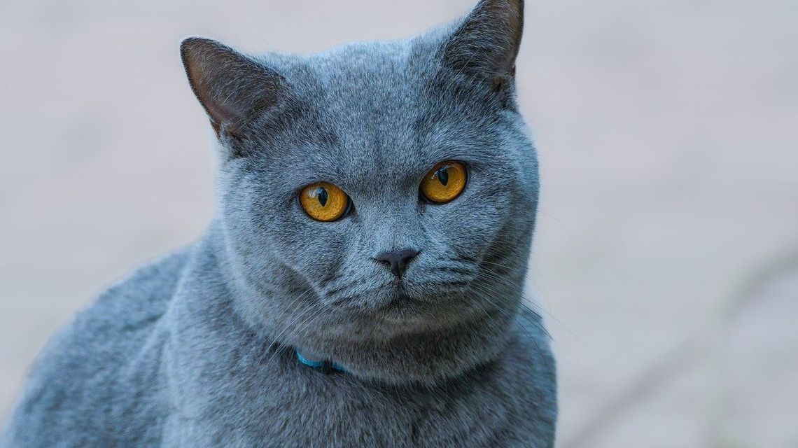 Kot zarażony wścieklizną ugryzł właściciela. Drugie w tym roku ognisko choroby w woj. lubelskim