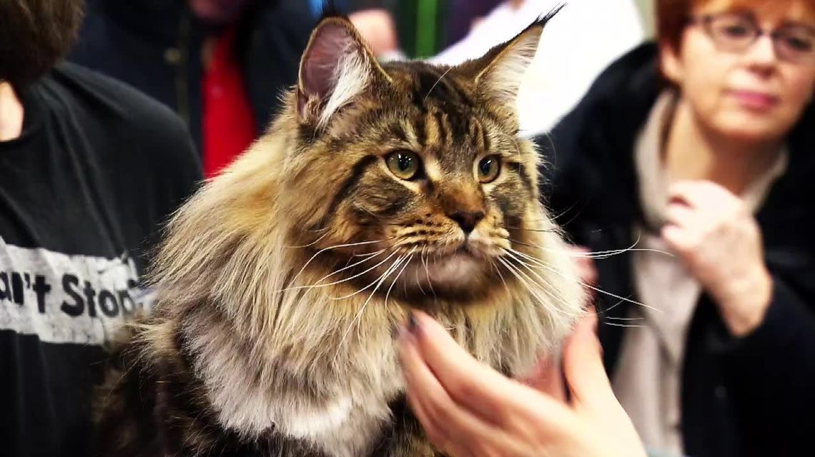 Koty na PGE Narodowym. Na wystawie można było podziwiać 25 ras