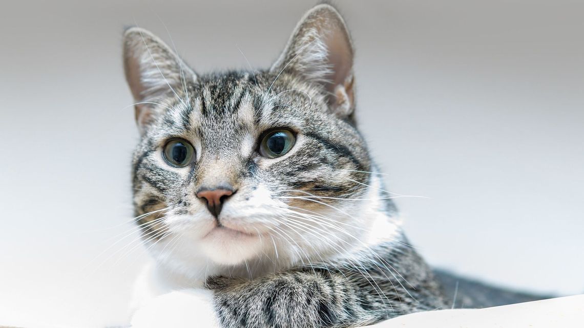 Koty pod klucz, psy na smycz. Wścieklizna wróciła po siedemnastu latach