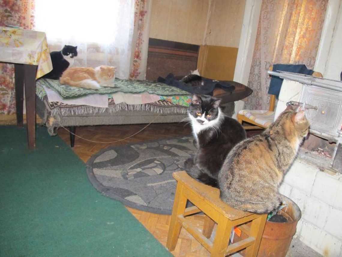 Koty siadają przy piecu. \"To znaczy, że będą siarczyste mrozy\" (zdjęcia)