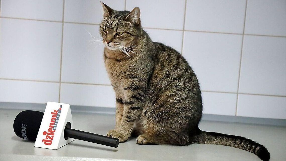 Koty świętują. "To zwierzę, które nie pasuje do każdego" Koty świętują. "To zwierzę, które nie pasuje do każdego"