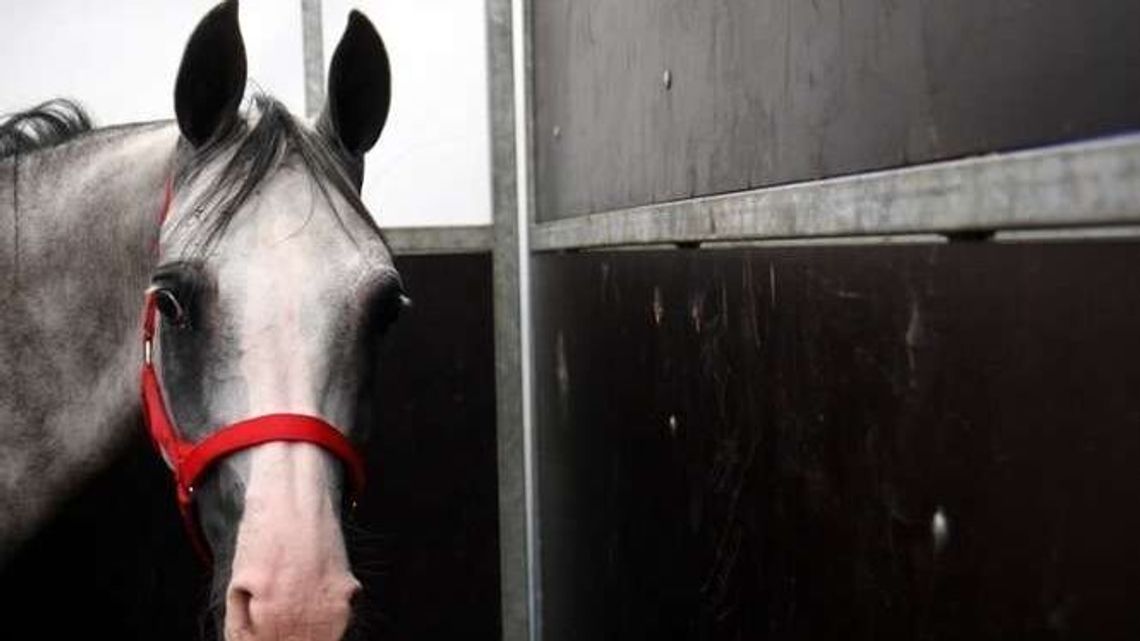 KOWR: Wyniki audytu w stadninie będą udostępnione publicznie