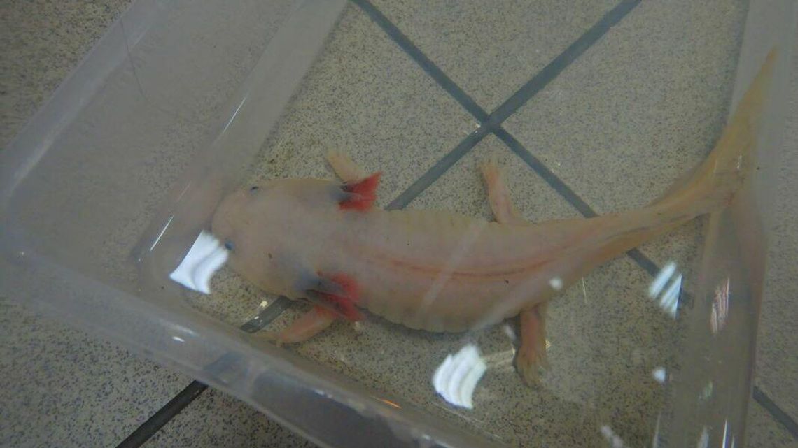 Kozaki z pytona, tabletki z konika, a w pudełku... aksolotl. Za to grozi odsiadka