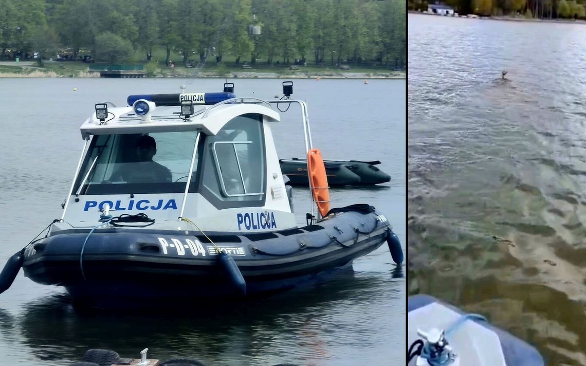 Koziołek w opałach. Na pomoc zagubionemu zwierzęciu ruszyli policjanci