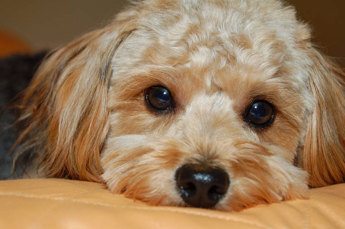 Kozubszczyzna: Strażacka zbiórka dla schroniska