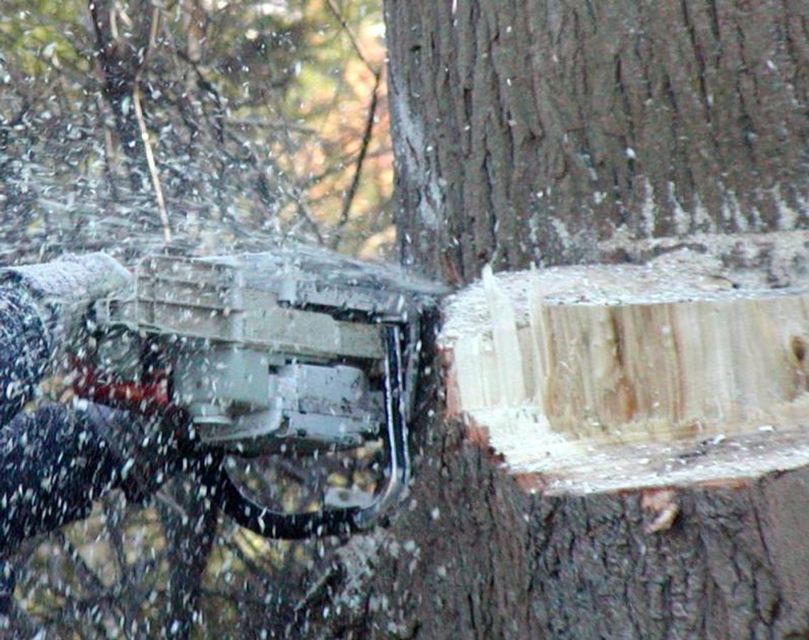 Kradł z lasu drewno i zginął