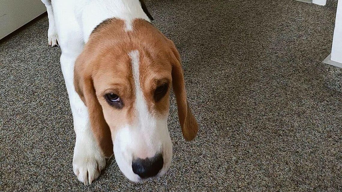 Kradzież na uniwersytecie. Szukają złodzieja dwóch psów Kradzież na uniwersytecie. Szukają złodzieja dwóch psów