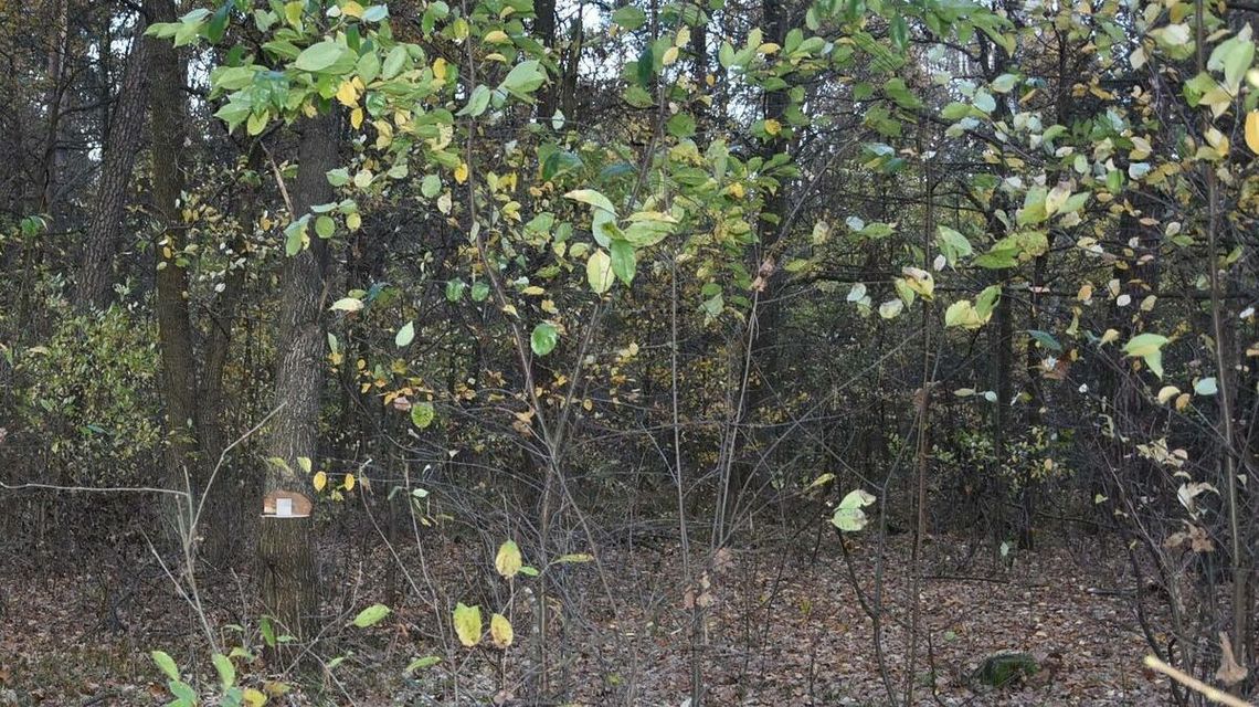Kradzież po radzyńsku. Wycięli dęby z cudzego lasu 