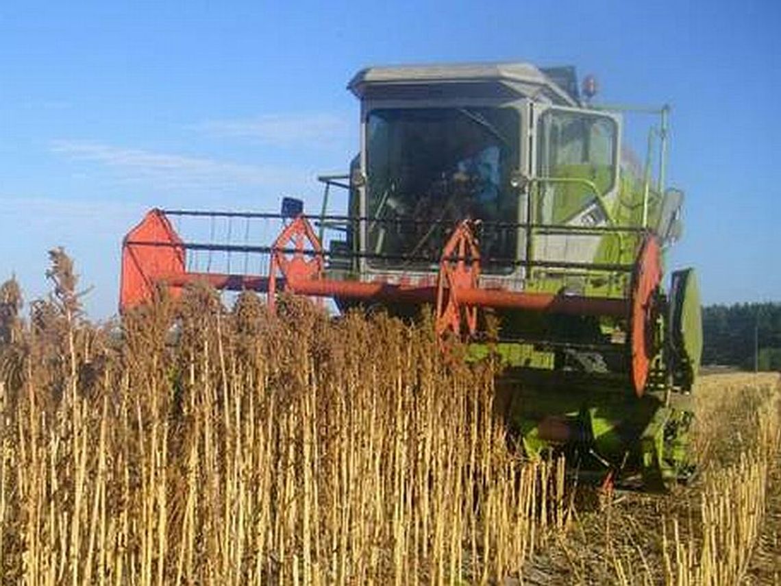 Kradzież w Machnowie: Wykosił sąsiadowi 90 arów pszenicy