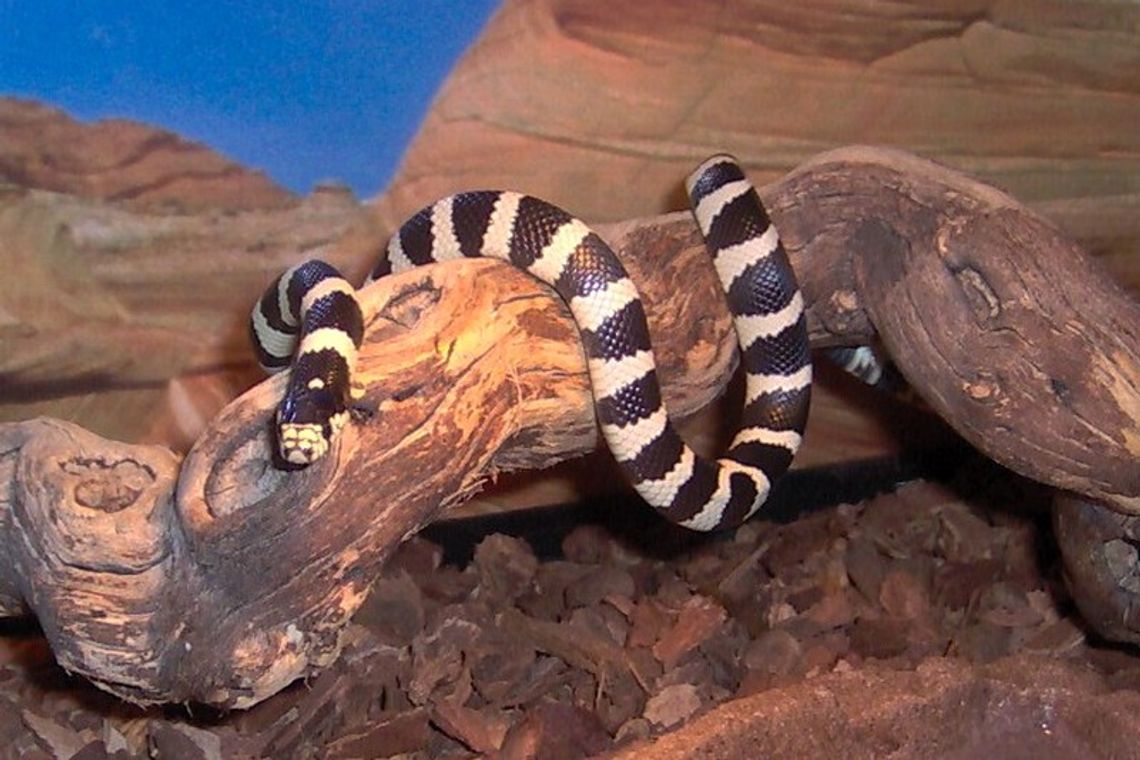 Kradzież w zoologicznym. Schował węża w rękawie Kradzież w zoologicznym. Schował węża w rękawie