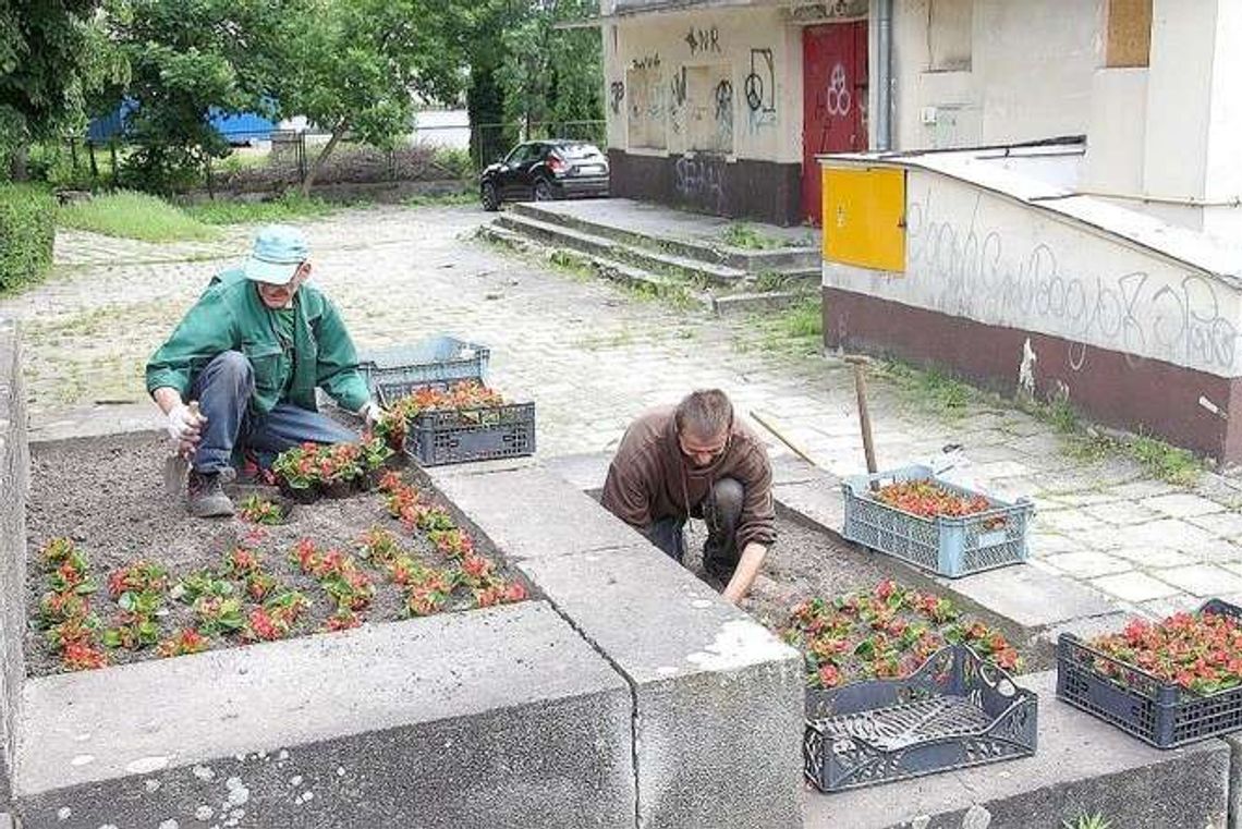 Kraśnik będzie kolorowy. Nowa nasadzenia kwiatów w mieście Kraśnik będzie kolorowy. Nowa nasadzenia kwiatów w mieście