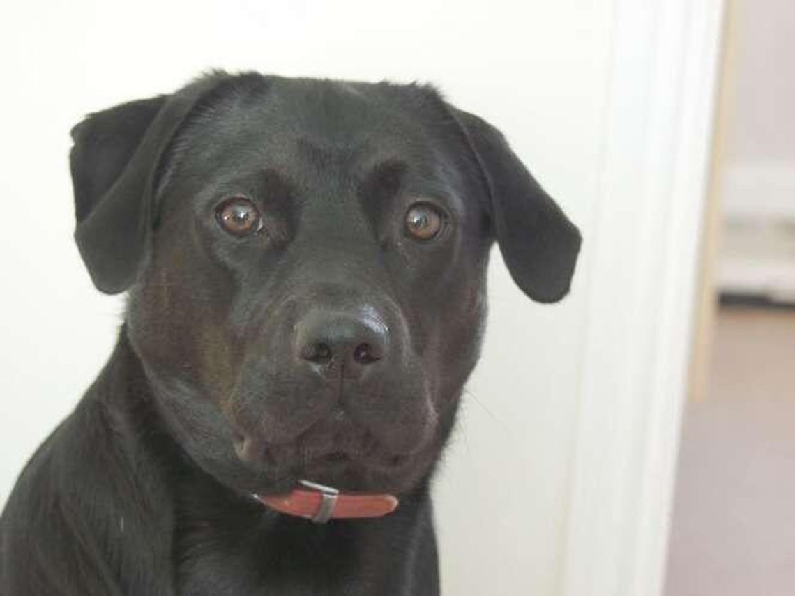 Kraśnik: Będzie można zaczipować psa. Za darmo