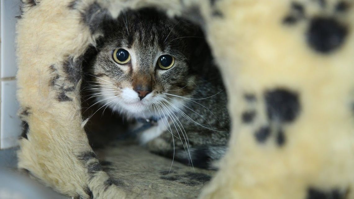 Kraśnik: Bezpłatna sterylizacja psów i kotów Kraśnik: Bezpłatna sterylizacja psów i kotów