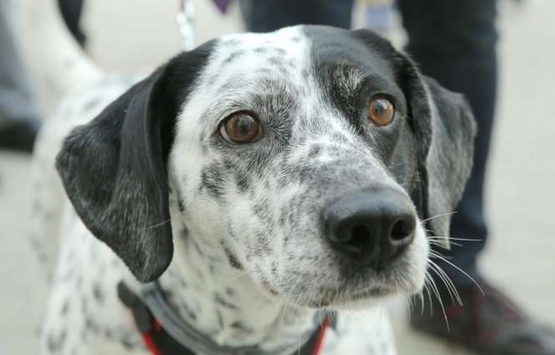 Kraśnik: Bezpłatne czipowanie psów