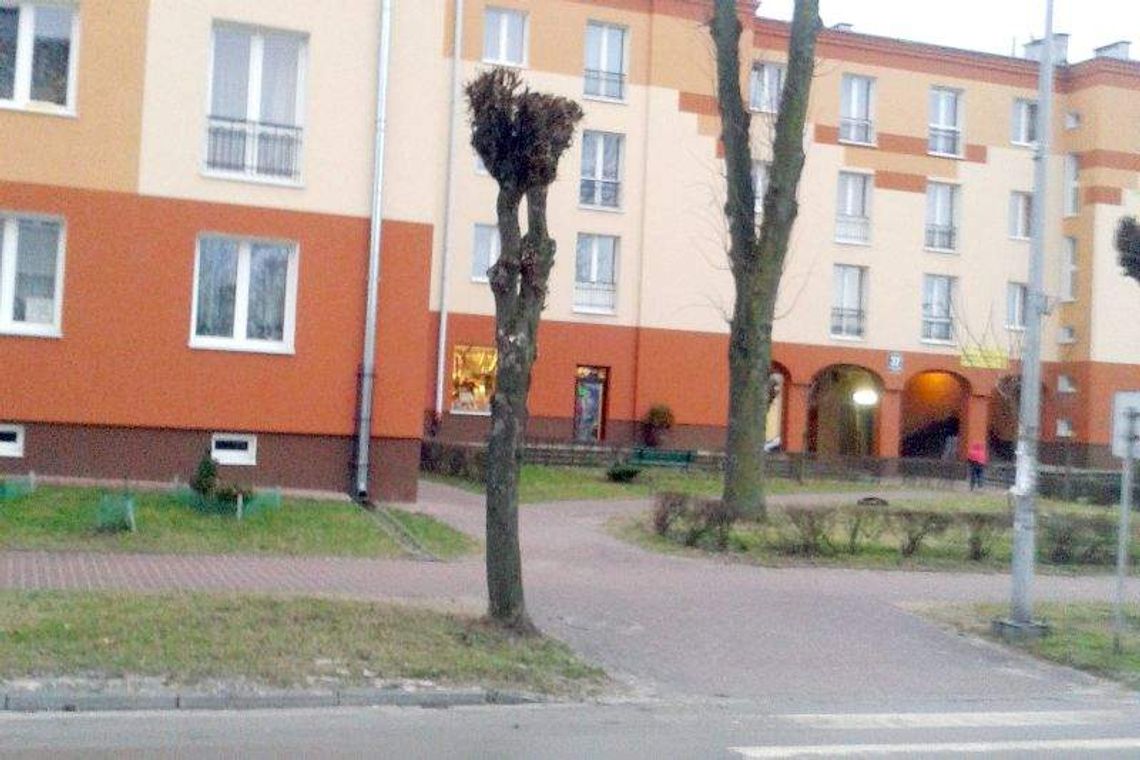 Kraśnik: Cięcia drzew potrzebne, czy oszpecające? Kraśnik: Cięcia drzew potrzebne, czy oszpecające?