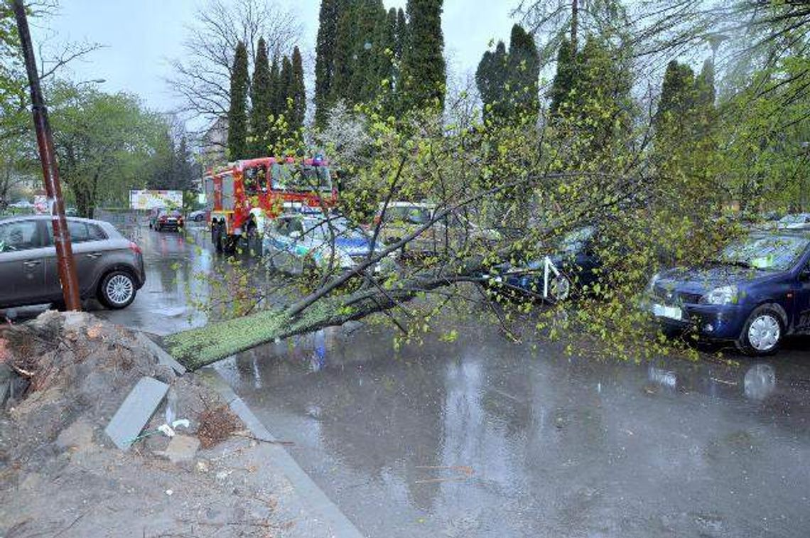 Kraśnik: Drzewo runęło na samochód, ktoś podciął korzenie?