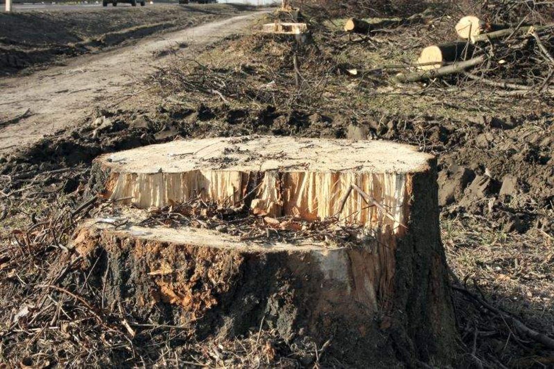 Kraśnik im. Jana Pawła II. Wycięli lipy, postawią rzeźby