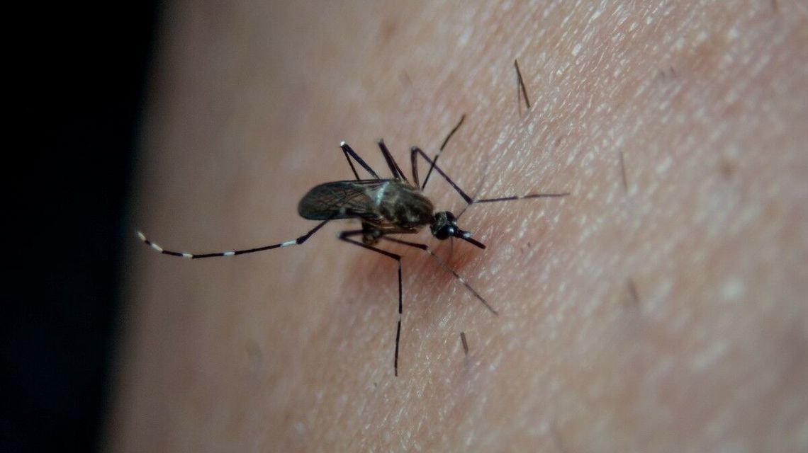 Kraśnik ma cel: Wytłuc komary