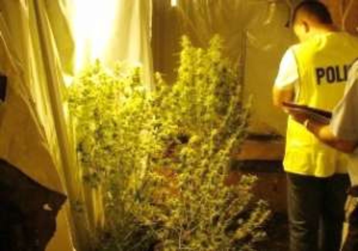Kraśnik: Ojciec z synem uprawiali marihuanę w piwnicy