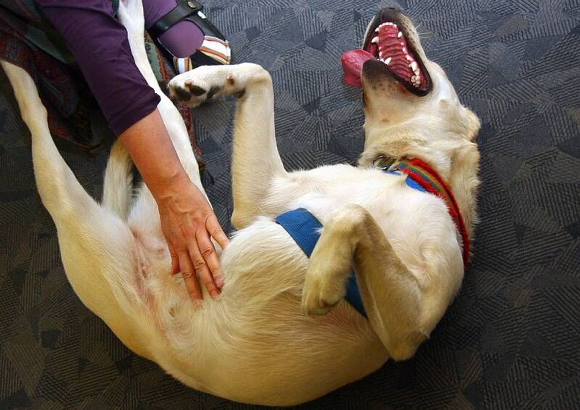 Kraśnik. Podatek bez zmian. Psy też w tej samej cenie Kraśnik. Podatek bez zmian. Psy też w tej samej cenie