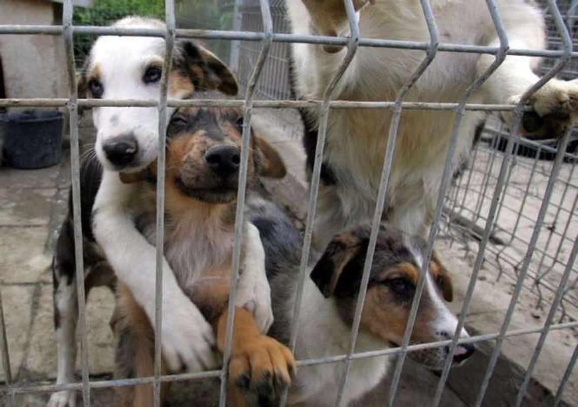 Kraśnik. Powstanie grzebowisko zwłok zwierząt