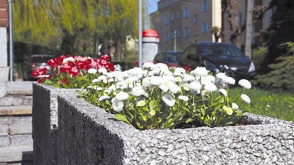 Kraśnik w bratkach i stokrotkach. Pojawią się też pelargonie