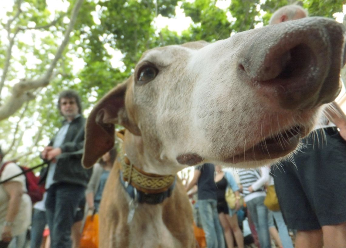 Kraśnik wprowadza opłatę za posiadanie psa Kraśnik wprowadza opłatę za posiadanie psa