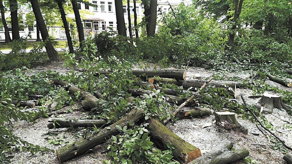 Kraśnik: Wycinka drzew w ramach… rewitalizacji zieleni miejskiej
