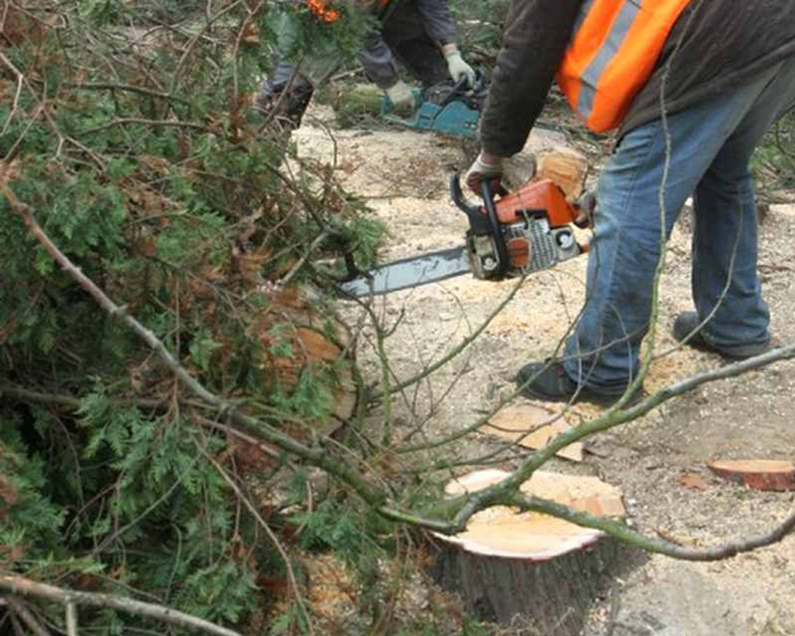 Krasnystaw: Ekolodzy protestują przeciw wycince lipowej alei