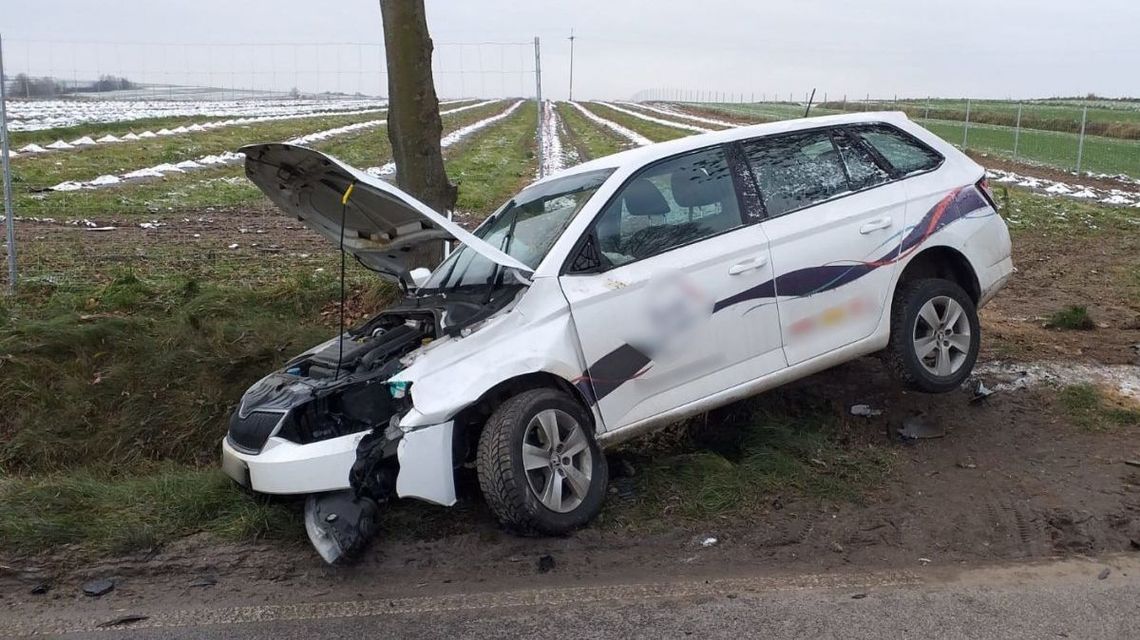 Krasnystaw. Łoś wybiegł przed skodę, kierowca w szpitalu