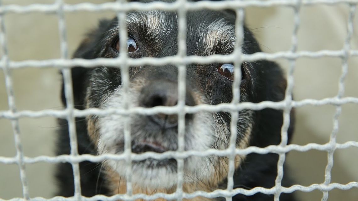 Krematorium dla zwierząt w Lublinie. Jest wniosek o pozwolenie na budowę