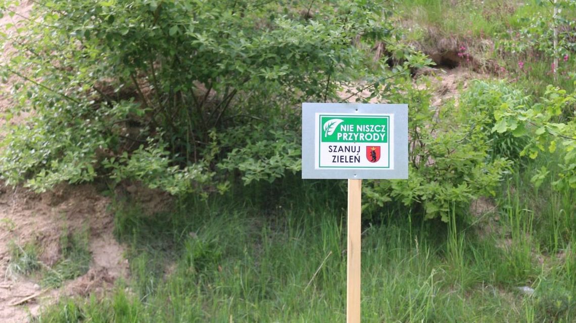 Królestwo dzikich pszczół. W tym mieście te owady dostaną specjalne przywileje 