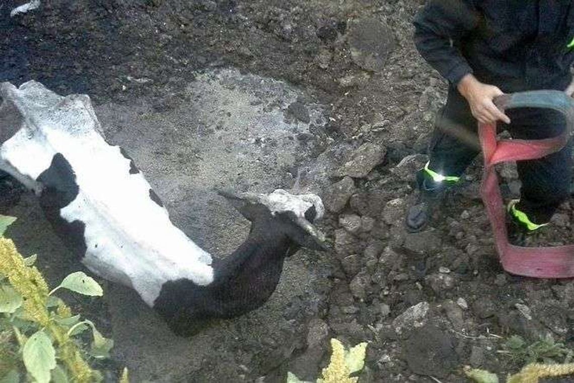 Krowa chuda jak szkielet. Strażacy ją uratowali i odkryli jak tam traktuje się zwierzęta