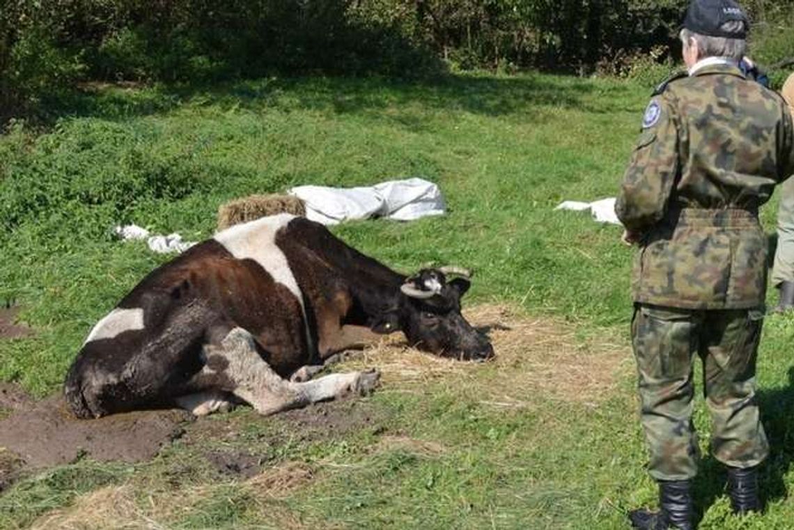Krowa od 10 dni leżała na łące. Trzeba było ją uśpić
