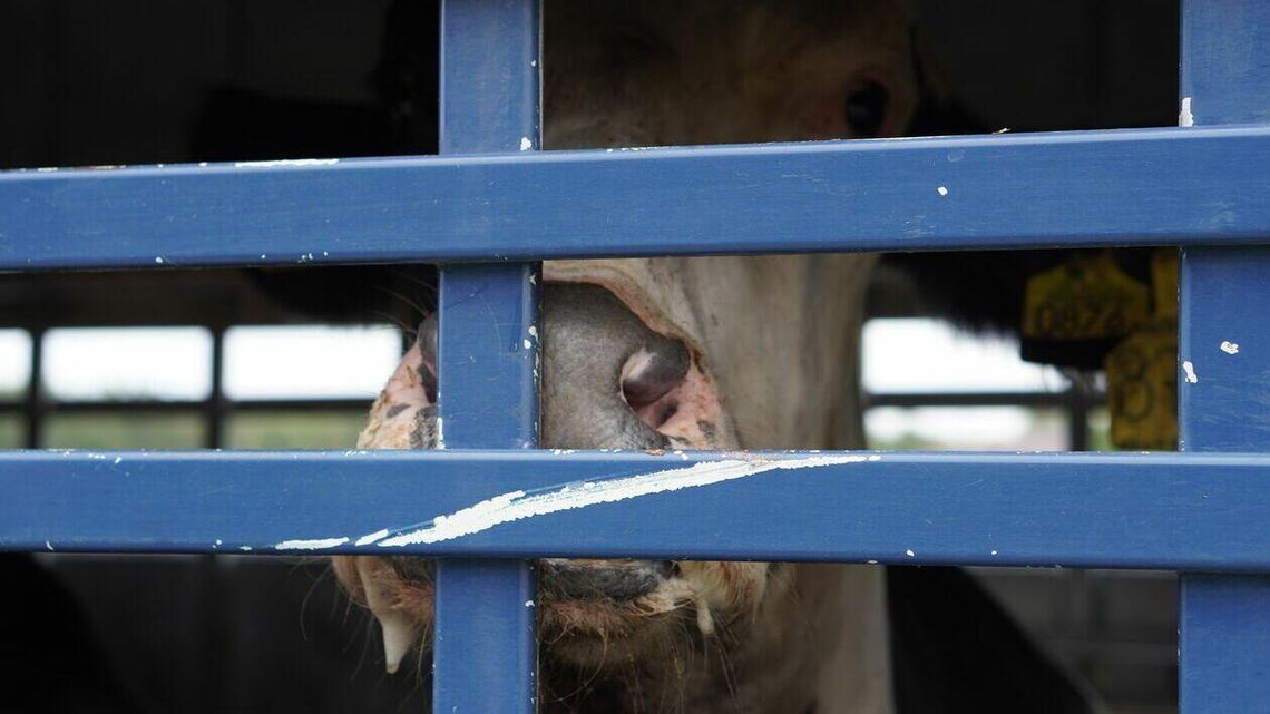 Krowy cierpiały w transporcie, część z nich uśmiercono. Sprawa trafiła do prokuratury