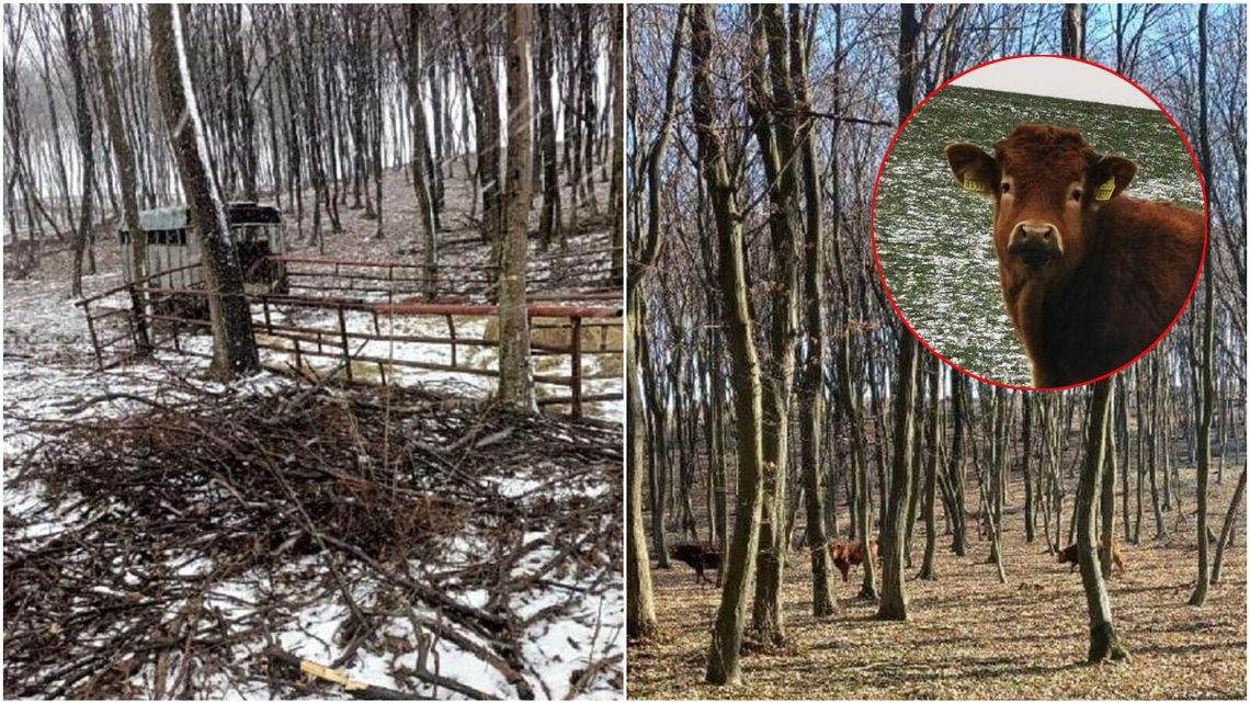 Krowy na gigancie. Poczuły zew wolności i uciekły z hodowli do lasu