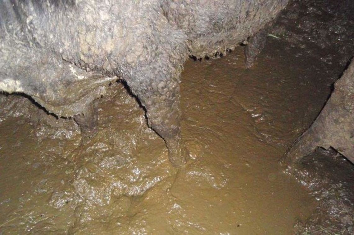 Krowy stały w bajorze z odchodami. Prace społeczne za znęcanie się nad zwierzętami