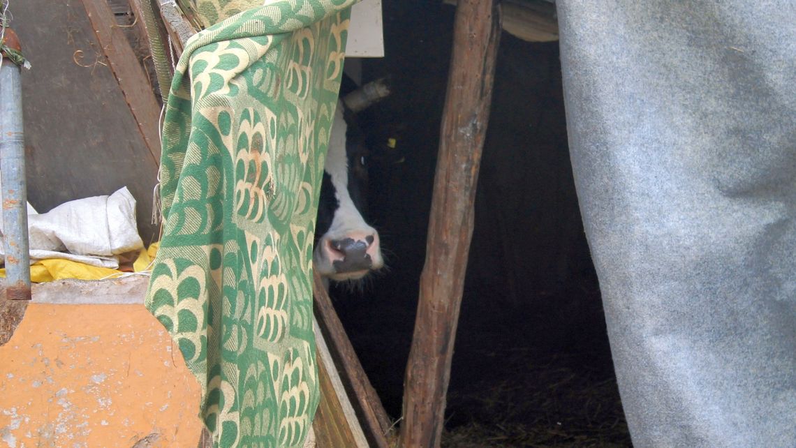 Krowy trzymał w prowizorycznych wiatach obitych dywanami [zdjęcia]