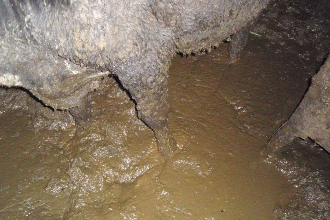 Krowy w bajorze z odchodami. Zwierzęta zabrane właścicielowi