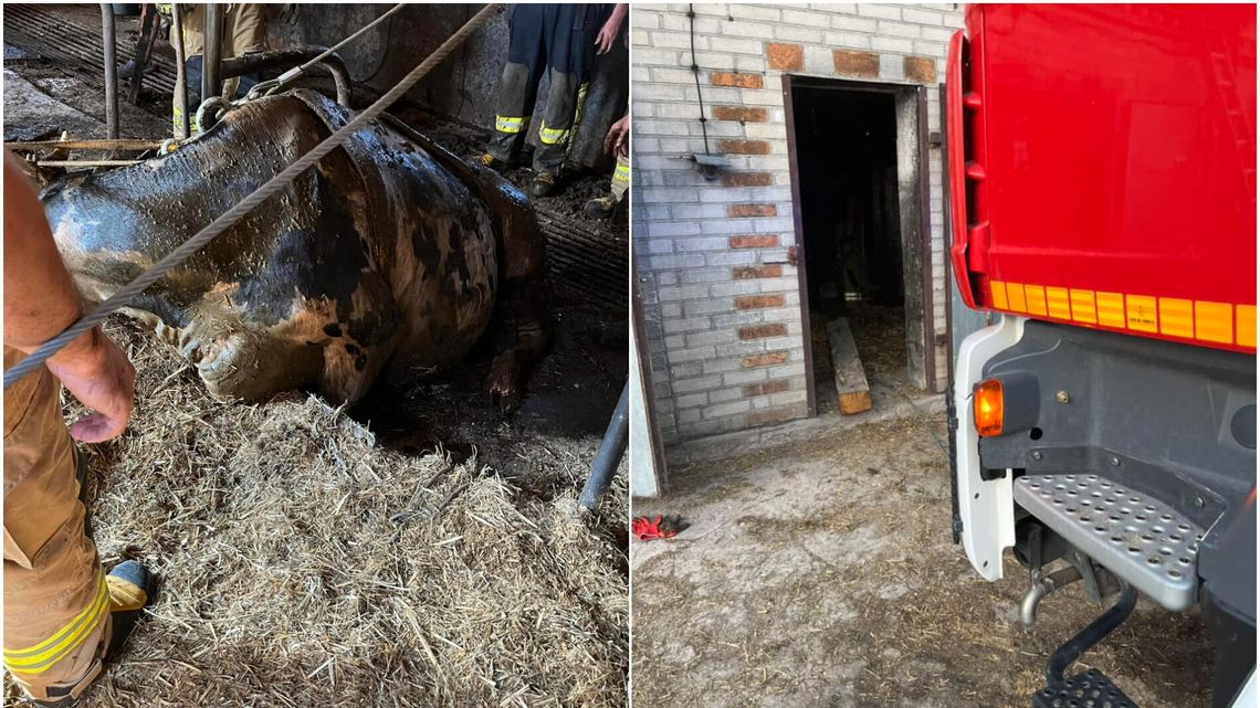 Krowy wpadły do gnojowicy. Potrzebna była interwencja strażaków