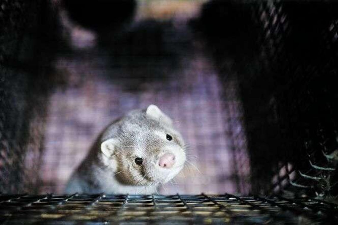 Krwawa cena futra. PiS chce skończyć z hodowlą zwierząt futerkowych w Polsce Krwawa cena futra. PiS chce skończyć z hodowlą zwierząt futerkowych w Polsce