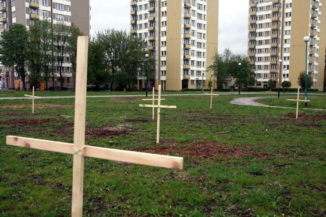 Krzyże w miejscu wyciętych drzew na Bronowicach