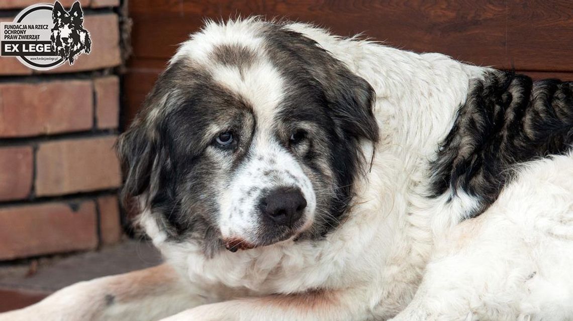 Księdzu wolno dręczyć psa? Lubelski sąd umorzył postępowanie