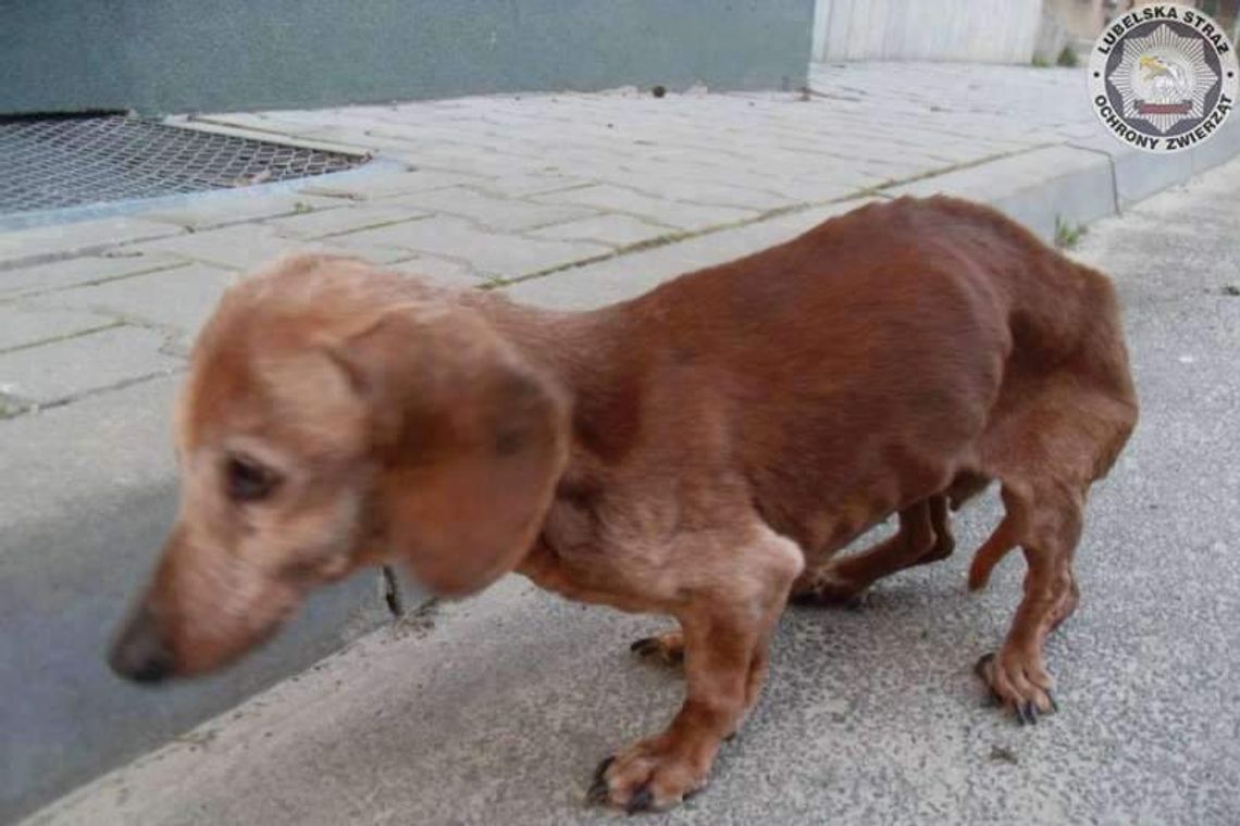 Kto chciał zagłodzić psa?