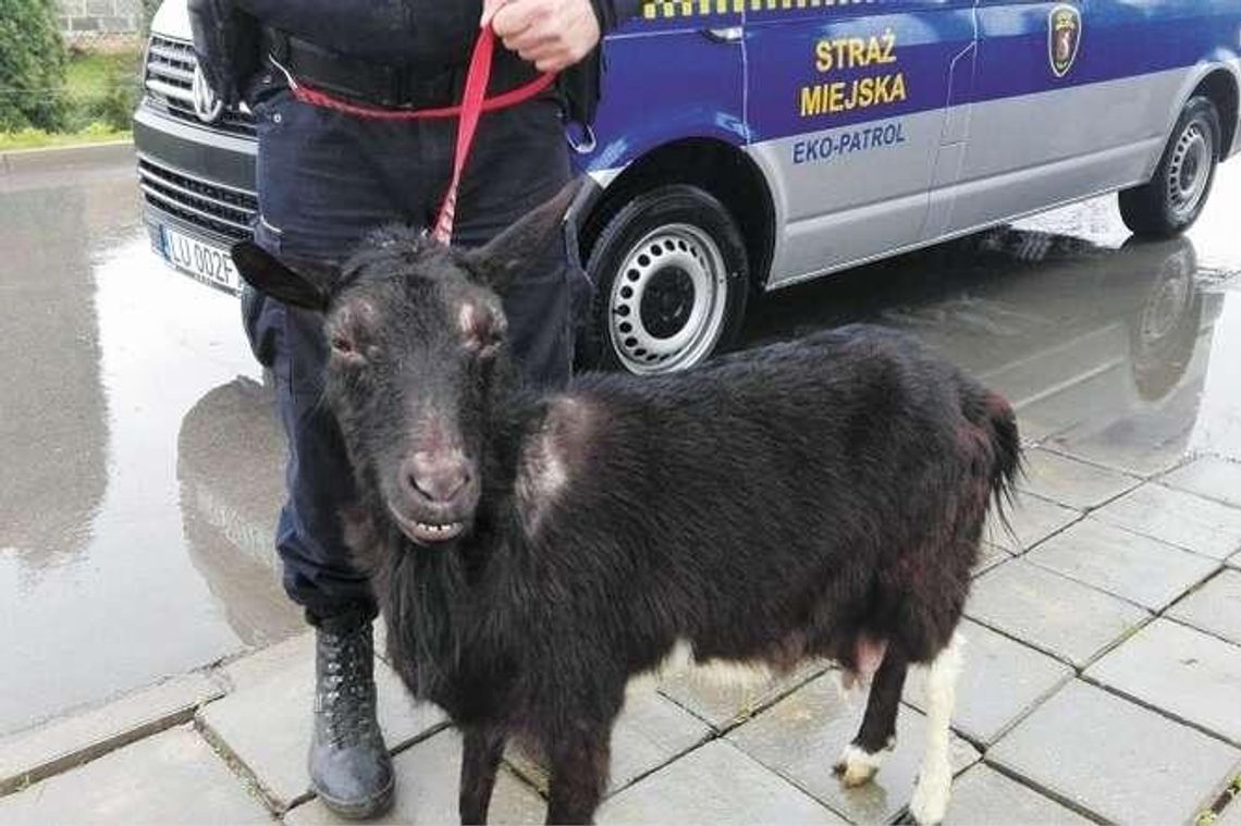 Kto i za co dostał mandat od Straży Miejskiej? Rekordzistą był kierowca ze Staszica